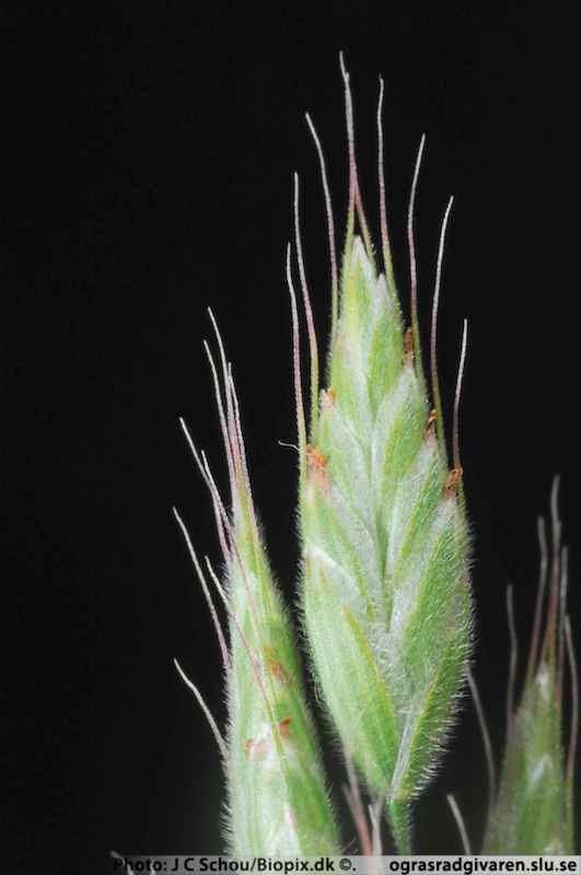 Småax 10-20 mm långa, borstbärande, finludna, 5-9 blommiga.